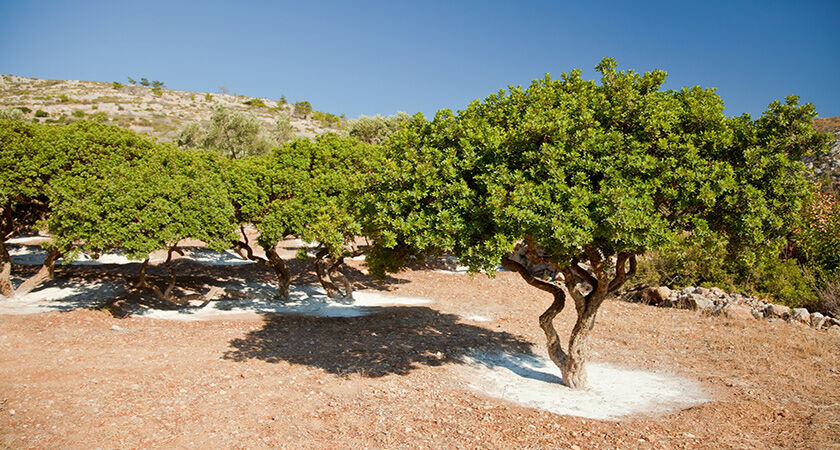 Sakız Adası Turu – 2 GECE 3 GÜN